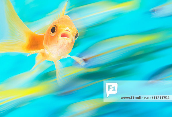 Gold fish with school of fish in motion in background  digital composite