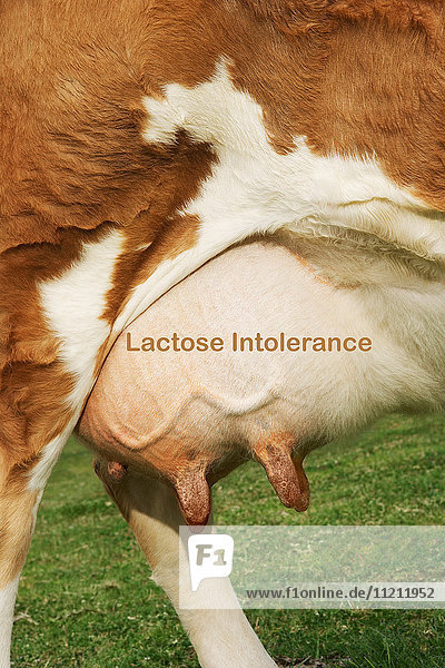 Extreme closeup of brown cow's udder with the writing Lactose Intolerance