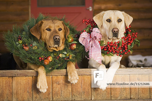 Red And Yellow Labs With Christmas Wreaths Around Necks