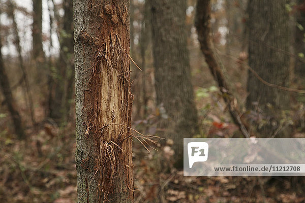 Whitetail Rub Mark On Small Tree