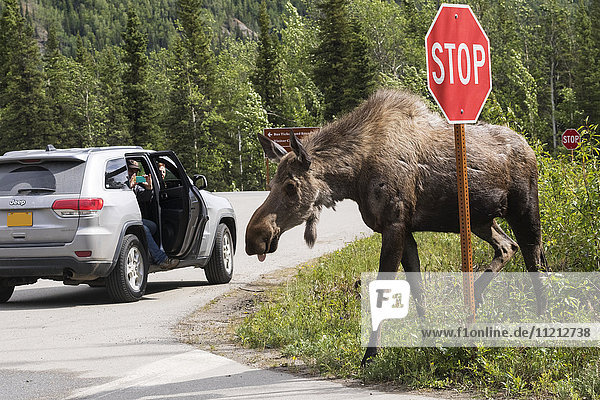 Cow moose stops traffic in Denali National Park  Interior Alaska  USA