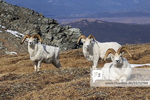 Dall Sheep rams on a hillside in spring  Denali National Park  Interior Alaska  USA