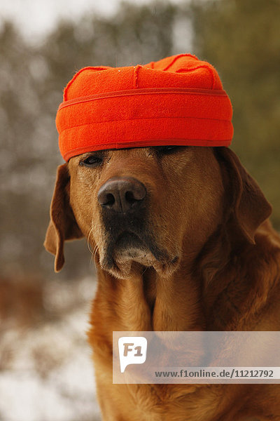 Yellow Rusty Lab In Blaze Orange Hunting Cap