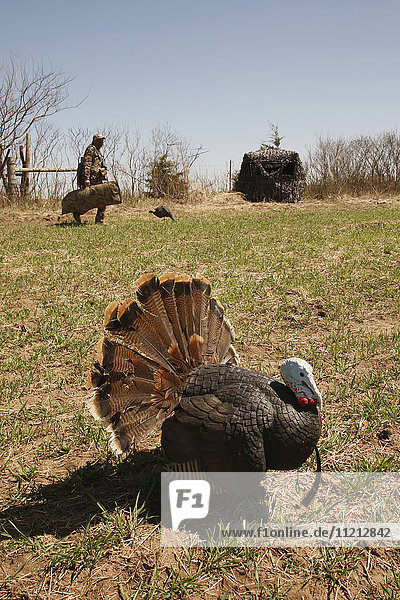 Turkey In Foreground and Turkey Hunters In Background
