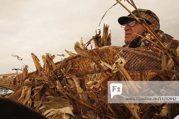Snow Goose Hunter In Blind