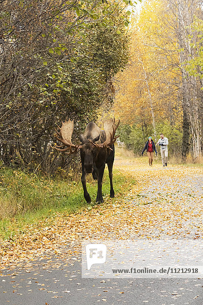 Bull moose (alces alces) in rutting season walking along the Tony Knowles Coastal Trail near Earthquake Park; Anchorage  Alaska  United States of America