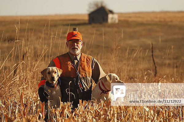 Pheasant Hunter And Labs In Field