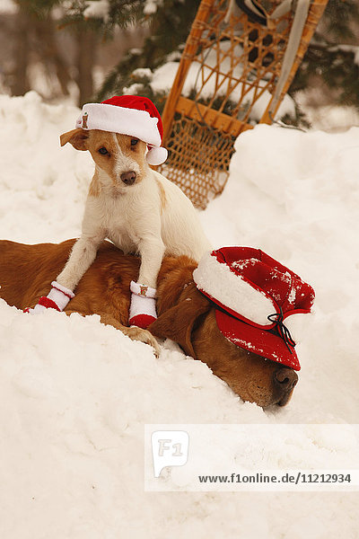 Jack Russell Terrier In Christmas Hat Sits On Rusty Lab