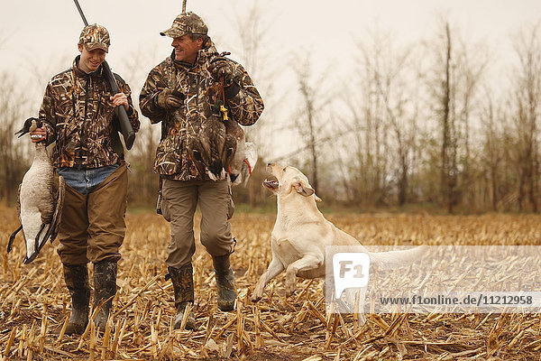 Hunters In Field With Yellow Labs
