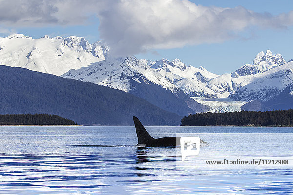 Ein Orca-Wal (Schwertwal) (Orcinus orca) taucht im Lynn-Kanal  Herbert-Gletscher  Inside Passage; Alaska  Vereinigte Staaten von Amerika