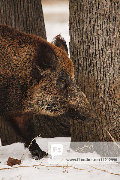 Feral Hog