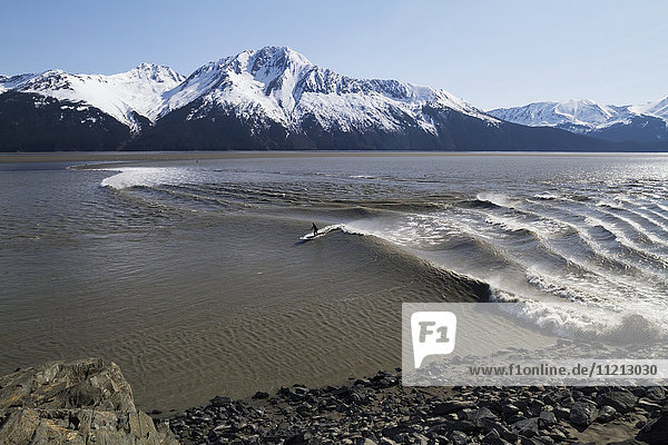A surfer rides the bore tide in Turnagain Arm  Southcentral Alaska  USA