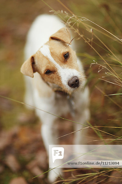 Jack Russell Terrier With Cocked Head