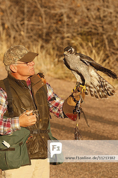 Falconer With Falcon