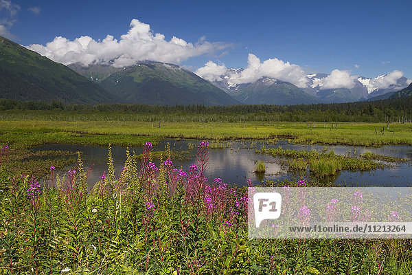 Sommerliche Aussicht auf Feuchtgebiete und Fireweed in der Nähe der Abzweigung von der Girdwood Road auf dem Seward Highway  Süd-Zentral-Alaska  USA