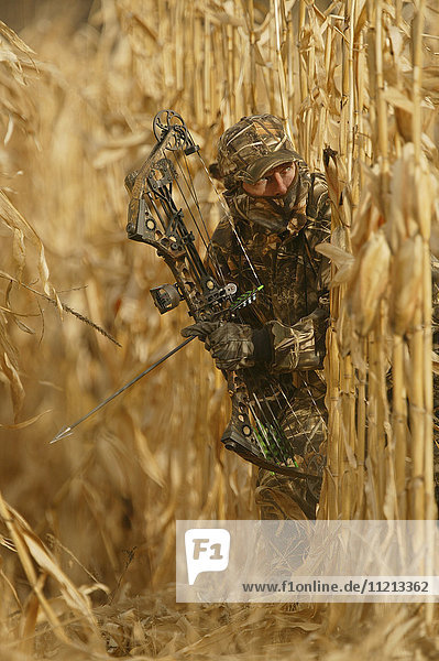 Big Game Bowhunter In Corn Field