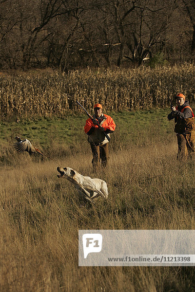 Upland Hunters Flushing Pheasants With Lab