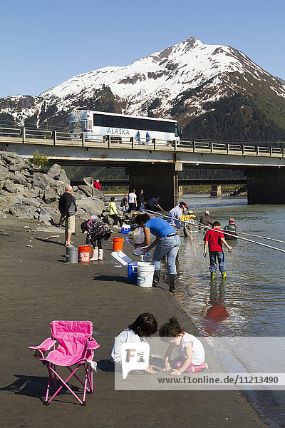 Hooligan dipping at Twenty Mile River as a tour bus passes over the bridge in the background  Seward Hwy  Southcentral Alaska  USA