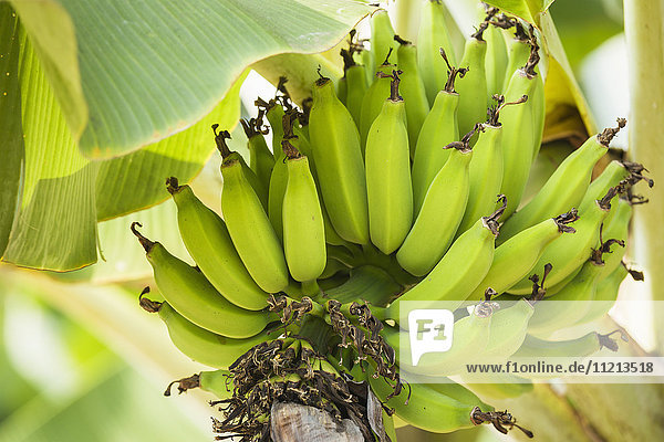 'Apple bananas (Musa acuminata x Musa balbisiana) growing; Captain Cook  Island of Hawaii  Hawaii  United States of America'