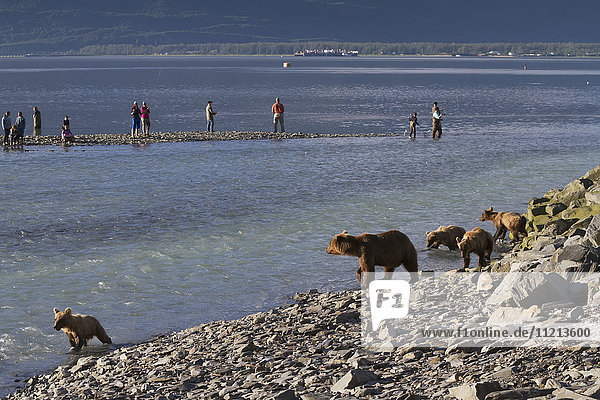 Eine Braunbärensau angelt mit ihren Jungen  während die Menschen zusehen. Südzentrales Alaska im Sommer.