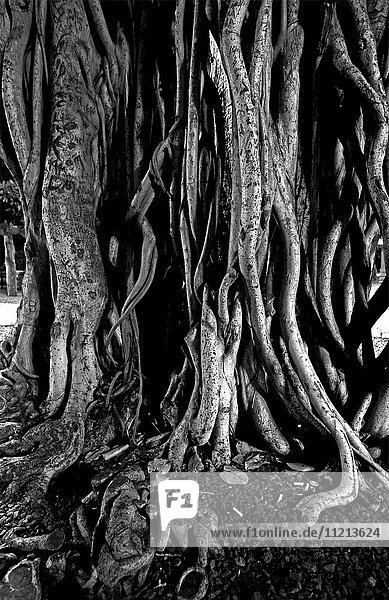 Wurzeln eines Banyanbaums; Hawaii  Vereinigte Staaten von Amerika'.