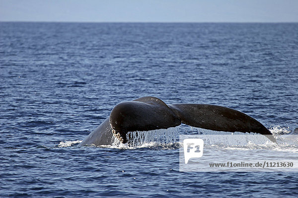 'Schwanz eines Buckelwals (Megaptera novaeangliae) aus dem Wasser; Hawaii  Vereinigte Staaten von Amerika'.