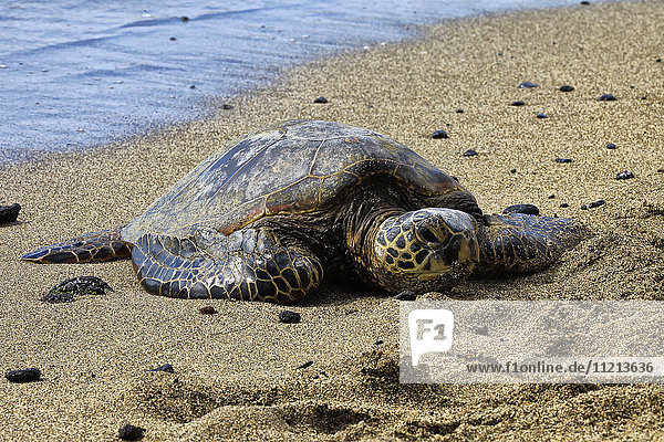 Grüne Meeresschildkröte (Chelonia mydas) auf dem warmen Sand am Ufer liegend; Insel Hawaii  Hawaii  Vereinigte Staaten von Amerika'.