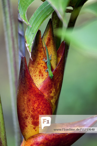 Taggecko (Phelsuma madagascariensis) auf einer tropischen Blume; Hawaii  Vereinigte Staaten von Amerika'.