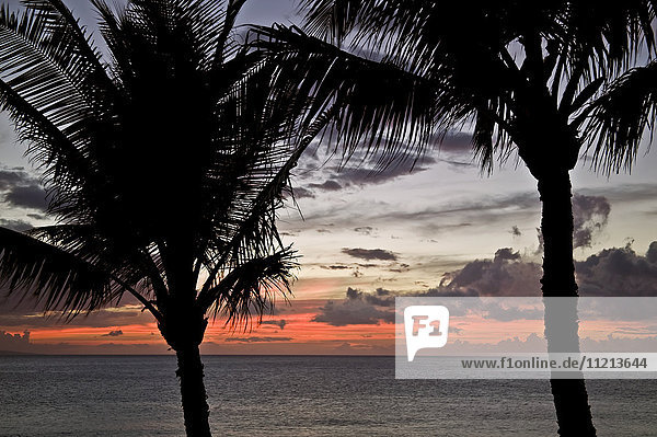 Silhouette von Palmen und einer glühenden rosa Sonne in der Ferne bei Sonnenuntergang; Hawaii  Vereinigte Staaten von Amerika'.