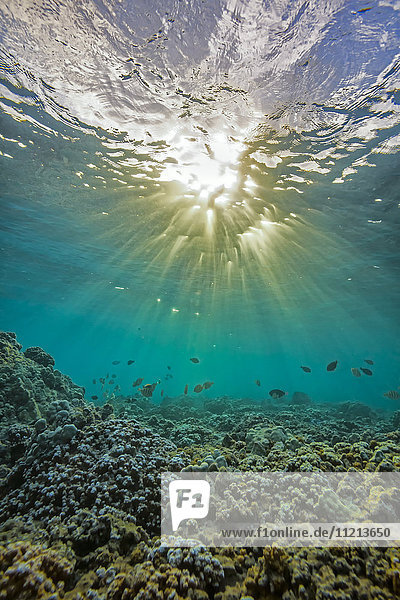 Unterwasseransicht von Fischen und Korallen mit Sonnenlicht  das durch die Wasseroberfläche scheint; Hawaii  Vereinigte Staaten von Amerika'.