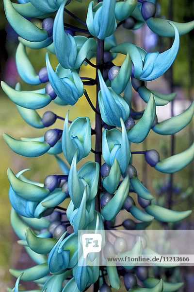 'Blaue Jade-Pflanze; Hawaii  Vereinigte Staaten von Amerika'.