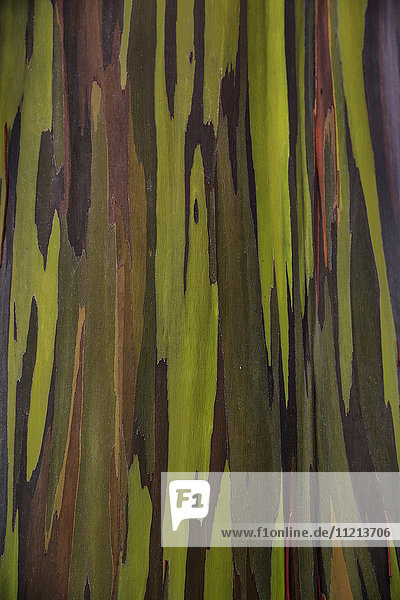 Rinde des Regenbogen-Eukalyptus (Eucalyptus deglupta); Hawaii  Vereinigte Staaten von Amerika'.