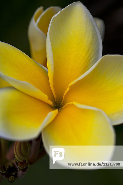 Nahaufnahme einer gelben und weißen tropischen Blume; Hawaii  Vereinigte Staaten von Amerika'.