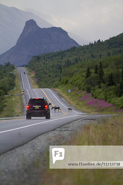 Ein Auto bremst  als eine Elchkuh und ihr Kalb im Sommer den Glenn Highway in der Nähe von Sheep Mountain überqueren. Süd-Zentral-Alaska. Der Berg Lions Head im Hintergrund.