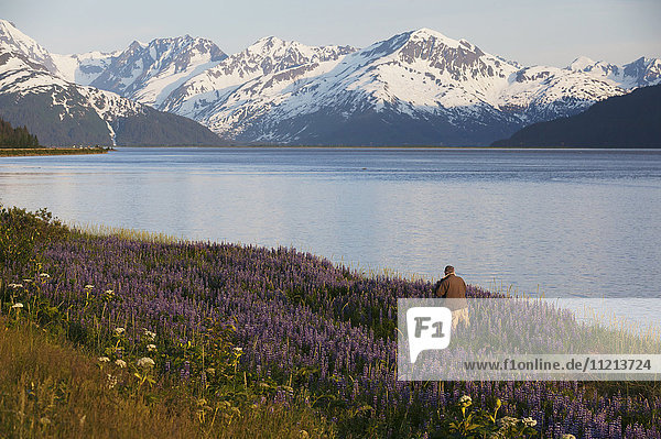 Mann fotografiert ein Lupinenfeld im Juni entlang des Seward Hwy und Turnagain Arm. Südzentrales Alaska.