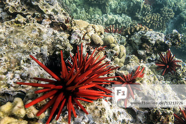 'Pflanzen und Korallen unter Wasser; Maui  Hawaii  Vereinigte Staaten von Amerika'.