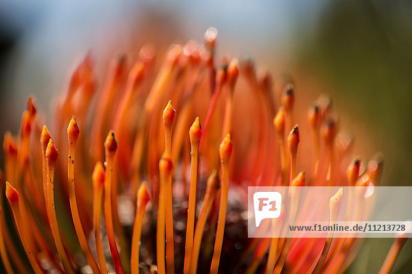 'Nadelkissen-Tropenblume; Maui  Hawaii  Vereinigte Staaten von Amerika'.