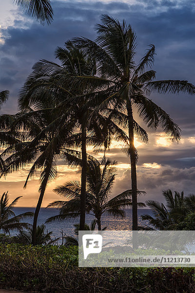 Silhouettierte Palmen entlang der Küste bei Sonnenuntergang; Molokai  Hawaii  Vereinigte Staaten von Amerika'.