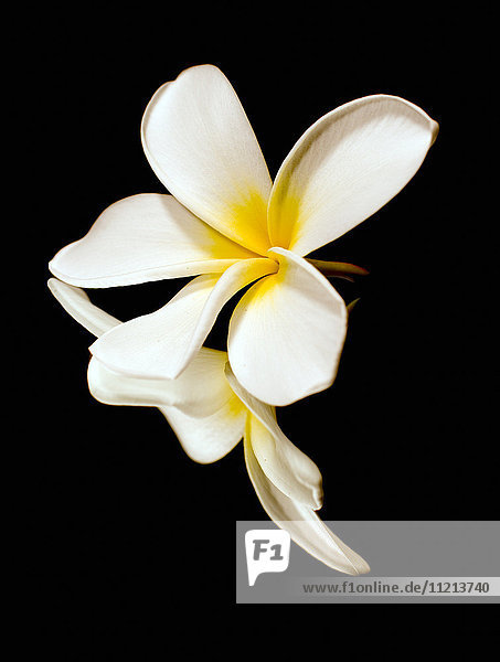 Nahaufnahme der weißen Blütenblätter einer tropischen Blume auf schwarzem Hintergrund; Hawaii  Vereinigte Staaten von Amerika'.