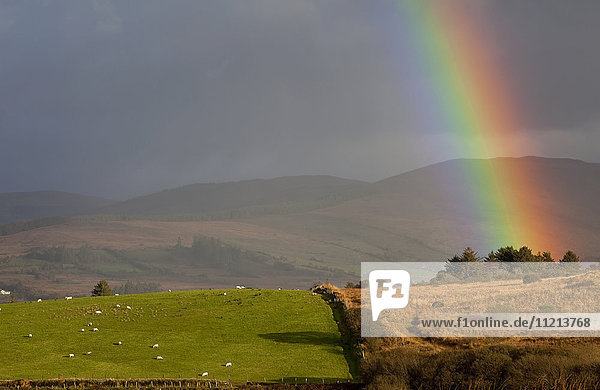Heller Regenbogen  der durch Gewitterwolken hindurch auf den Boden scheint  wo Schafe auf einer üppigen grünen Weide grasen  in der Nähe von Sneem; Grafschaft Kerry  Irland '