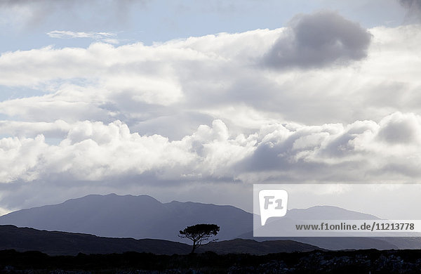 Silhouetten von Bergen und einem einsamen Baum unter einem bewölkten Himmel  in der Nähe von Roundstone; Grafschaft Galway  Irland '