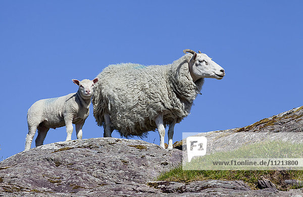 Tiefblick auf ein Schaf und ein Lamm  die zusammen auf einem Felsen vor einem blauen Himmel stehen; County Kerry  Irland