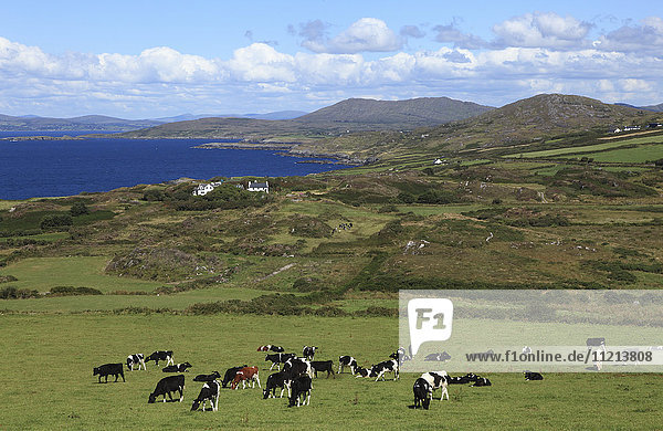 'Herd of cows grazing in a pasture with a view of the ocean and coastline Dunmanus Bay; County Cork Ireland'