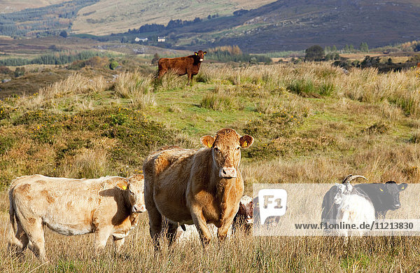 'Cattle in a pasture near Sneem; County Kerry Ireland'
