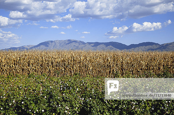 In der Nähe von Wenden  Arizona  ist ein reifes Baumwollfeld im Vordergrund zu sehen  dahinter trockene Maisstängel  Berge  blauer Himmel und Wolken; Arizona  Vereinigte Staaten von Amerika'.