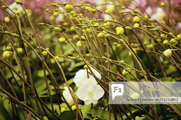 Nahaufnahme zahlreicher weißer Phalaenopsis-Knospen und -Blüten  fotografiert in einem Orchideengewächshaus; Landers  Kalifornien  Vereinigte Staaten von Amerika'.