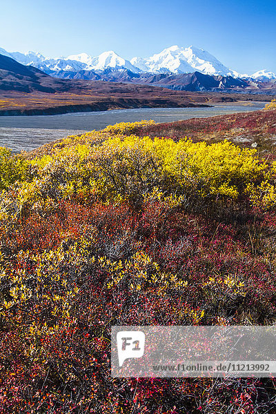 Denali National Park & Schutzgebiet. September während der Straßenlotterie. Der Mount McKinley ist zu sehen. Herbstfarben.
