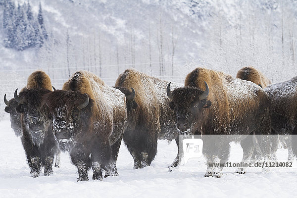 Captive herd of bison at the Alaska Wildlife Conservation Center in Portage in Southcentral Alaska. Winter.