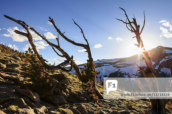 Blick auf abgestorbene Bäume bei Sonnenuntergang  Rocky Mountain National Park; Colorado  Vereinigte Staaten von Amerika'.