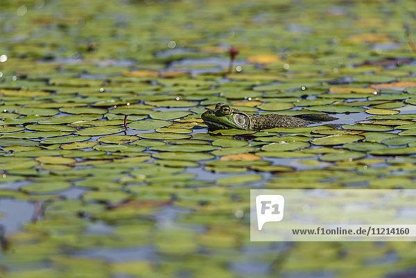 Ein amerikanischer Ochsenfrosch (Lithobates catesbeianus) ruht in einem Teich; Tahlequah  Oklahoma  Vereinigte Staaten von Amerika '